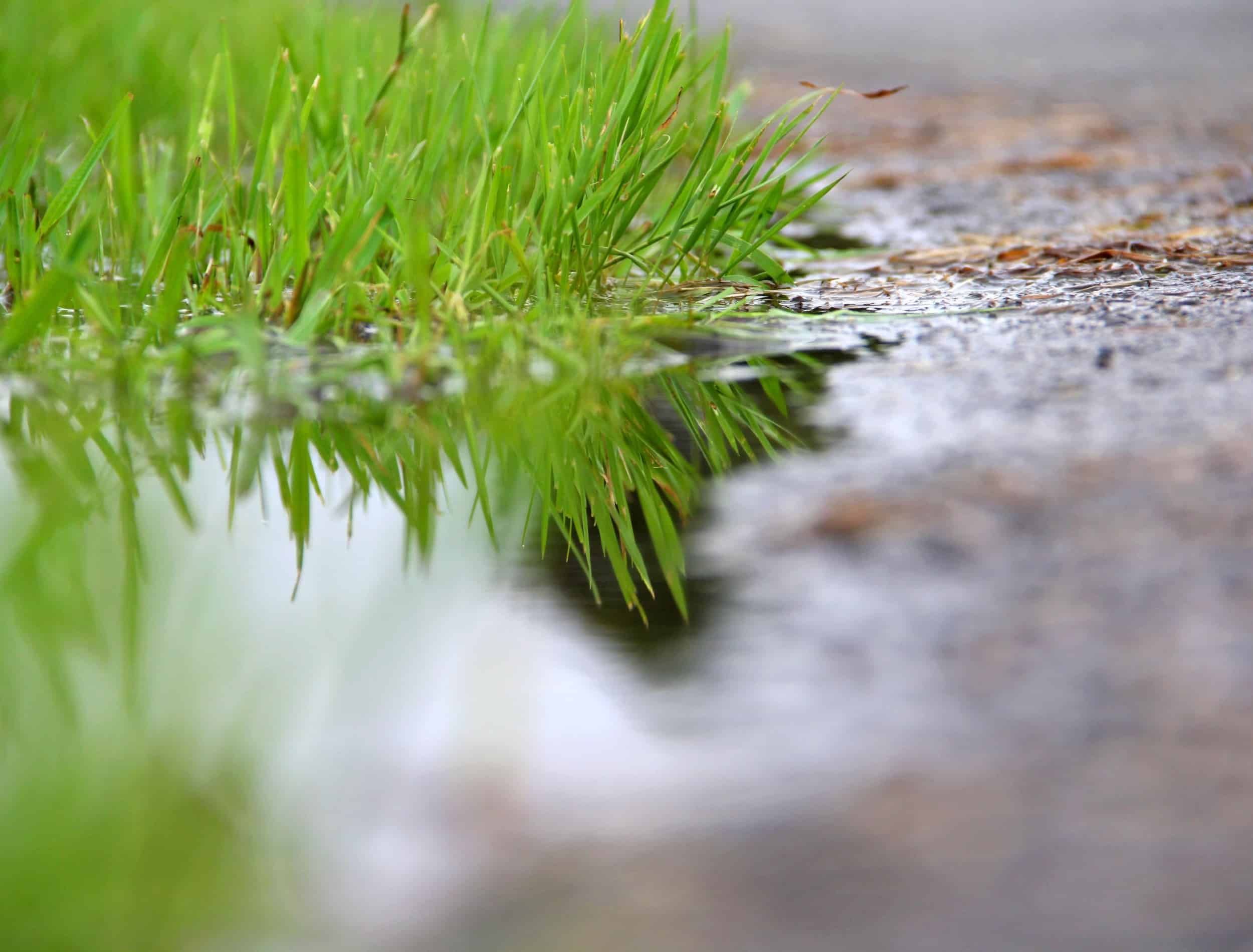 4 Signs of Overwatering New Sod