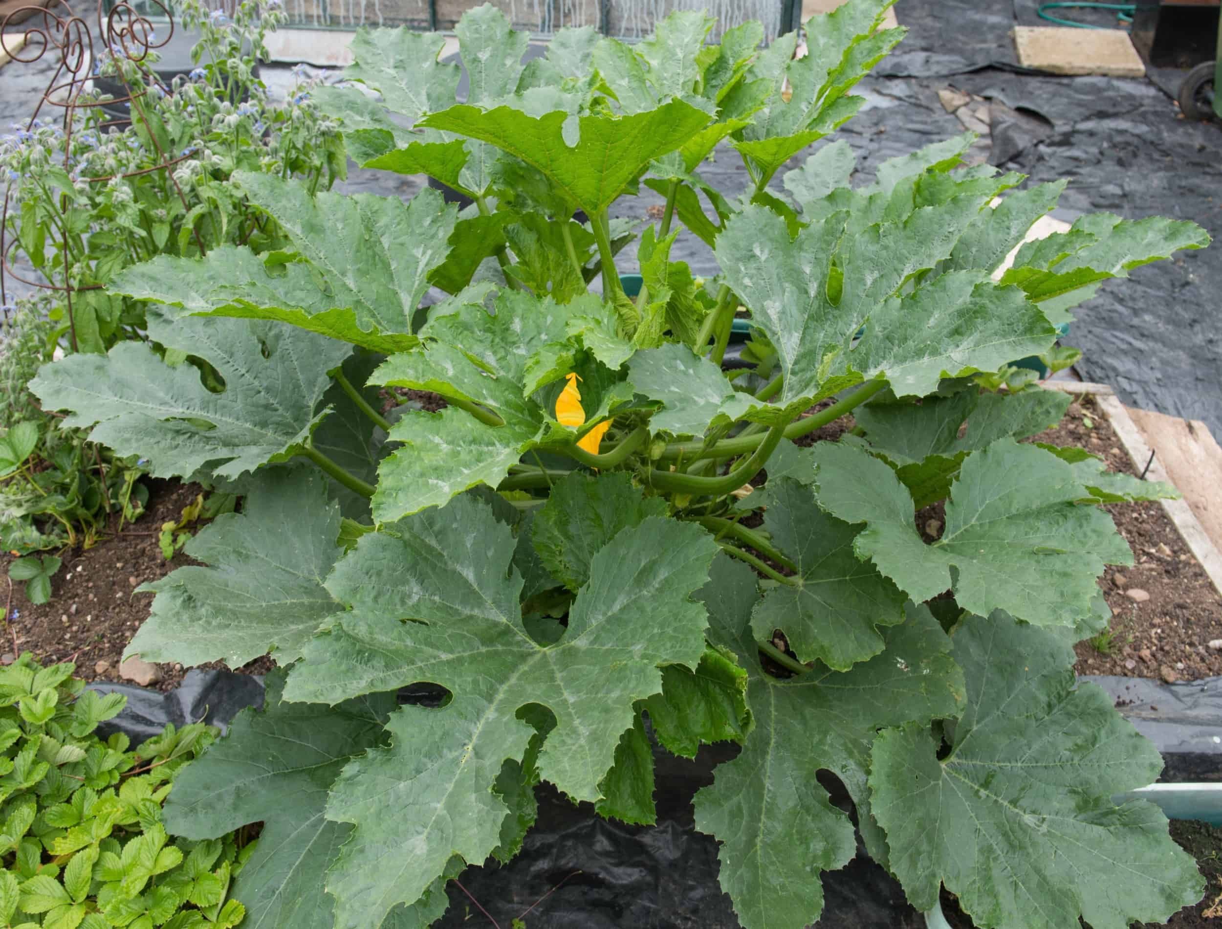 How To Prune Zucchini   Zucchini Leaves 