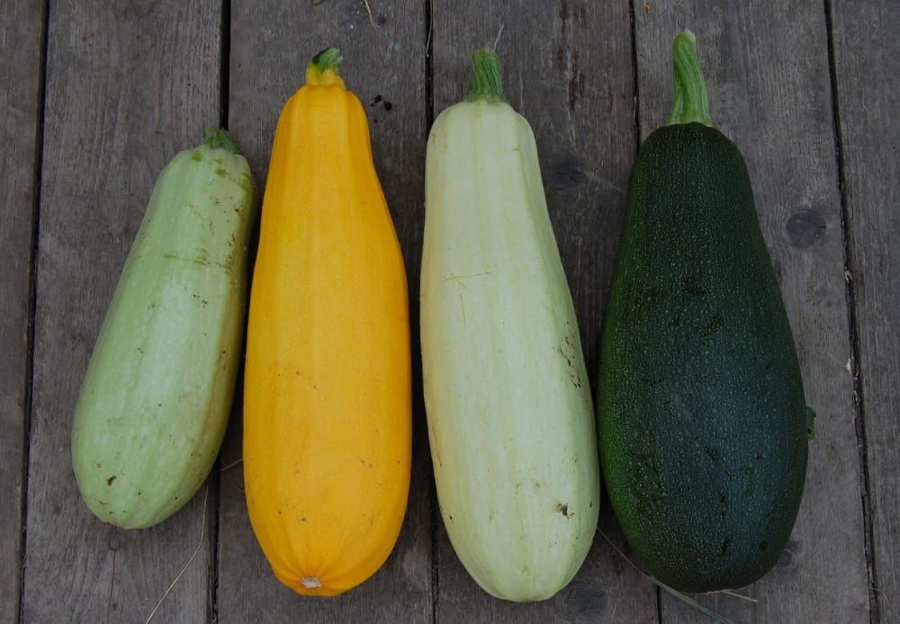 zucchini varieties different colors