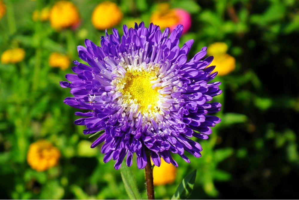 Close up image of a purple aster in garden