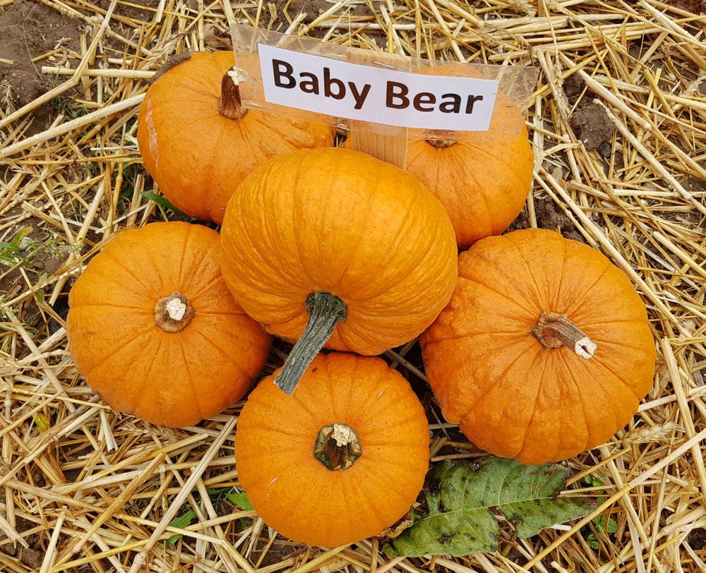 Baby Bear Pumpkins 