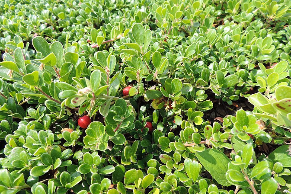 Bearberry Evergreen Ground Cover