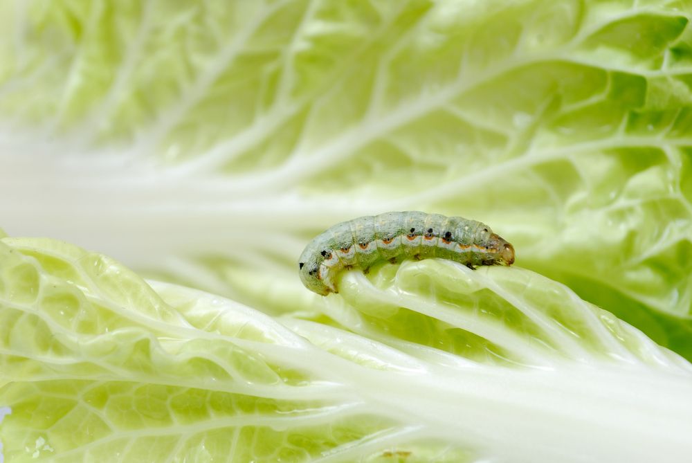 Cabbage Maggot