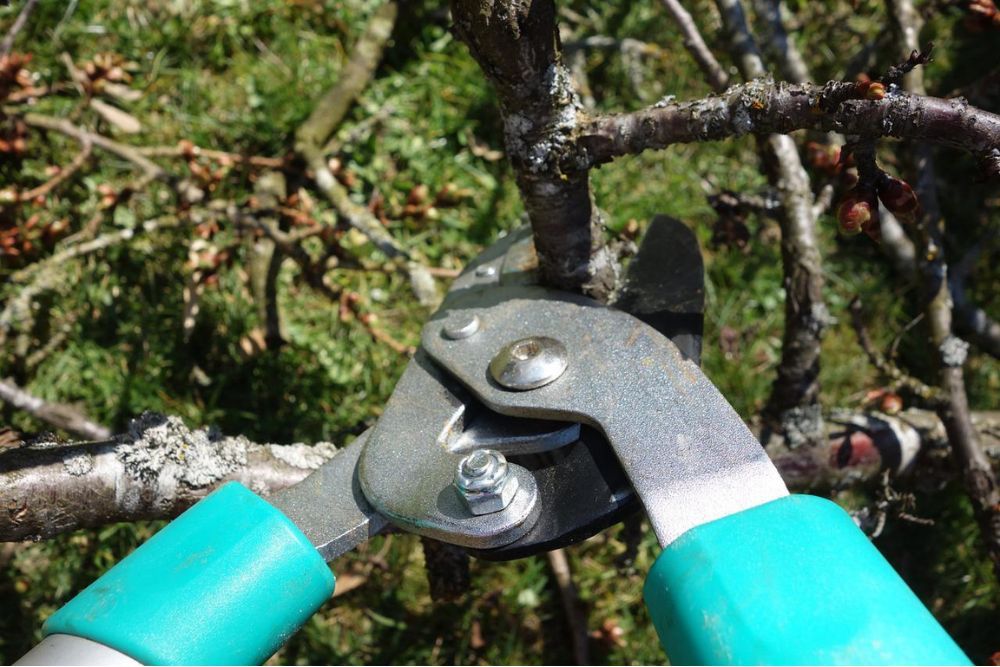 Pruning shears cutting off dead branches
