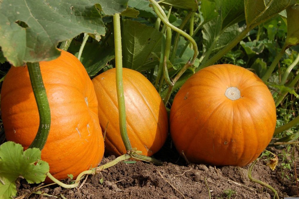 three bright orange pumpkins in a garden that are ripe and ready for harvesting