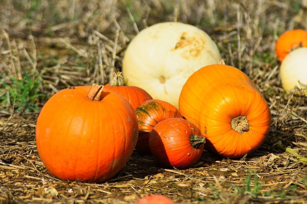 Pumpkins of different varieties and sizes curing in the sun on straw