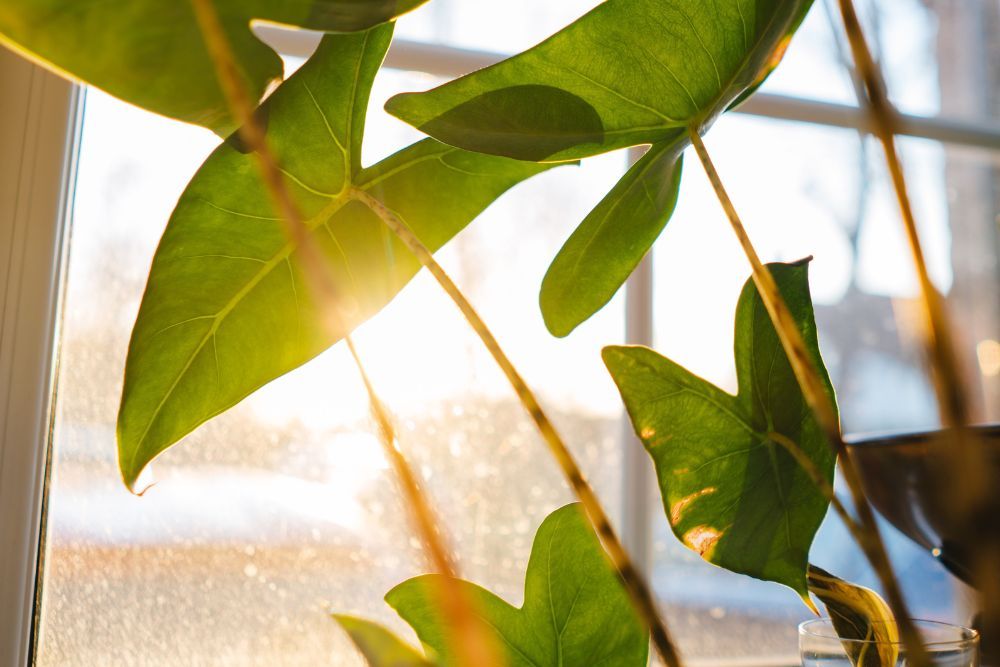 Houseplant leaves facing a window with sun streaming in