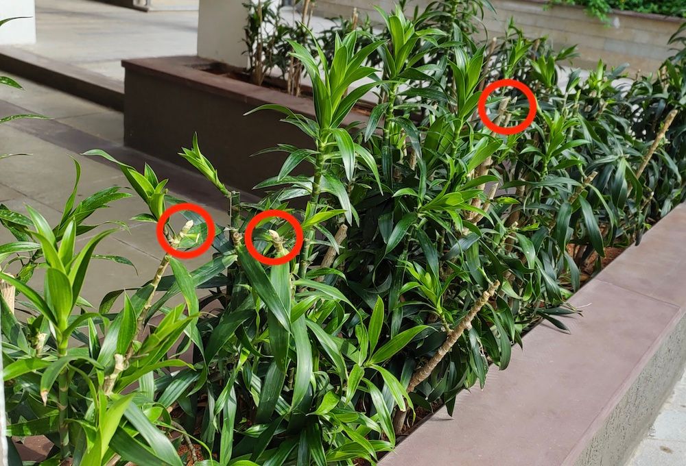 What Happens if You Don't Prune Your Plants?