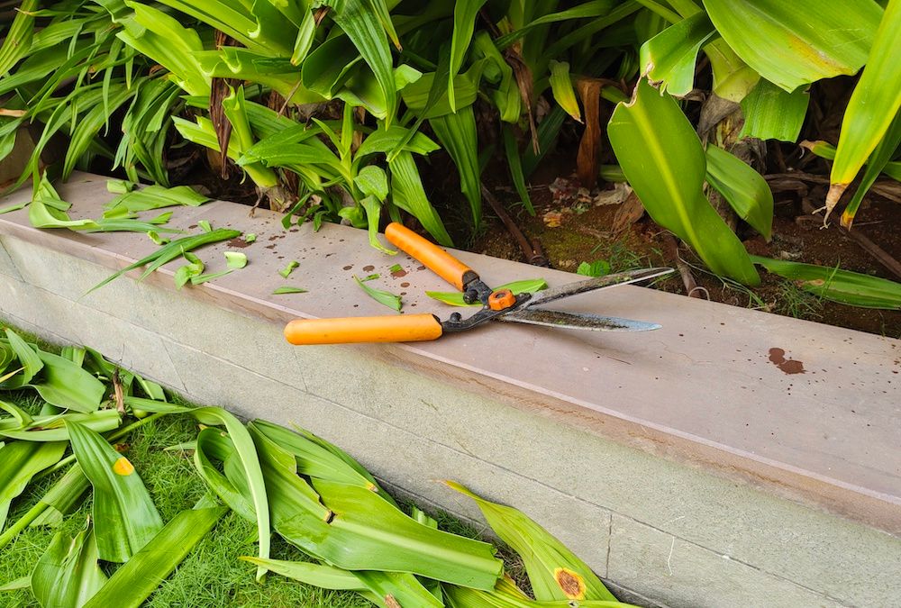 Pruning Shears, plant care
