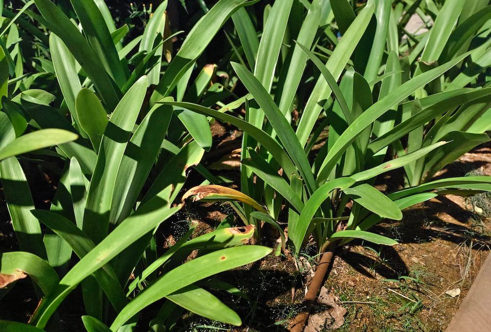 What Happens if You Don't Prune Your Plants?