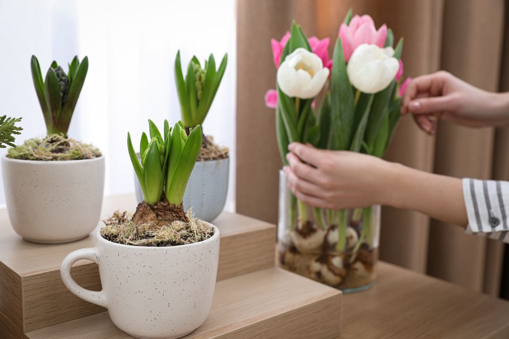 How to Grow Bulbs Indoors