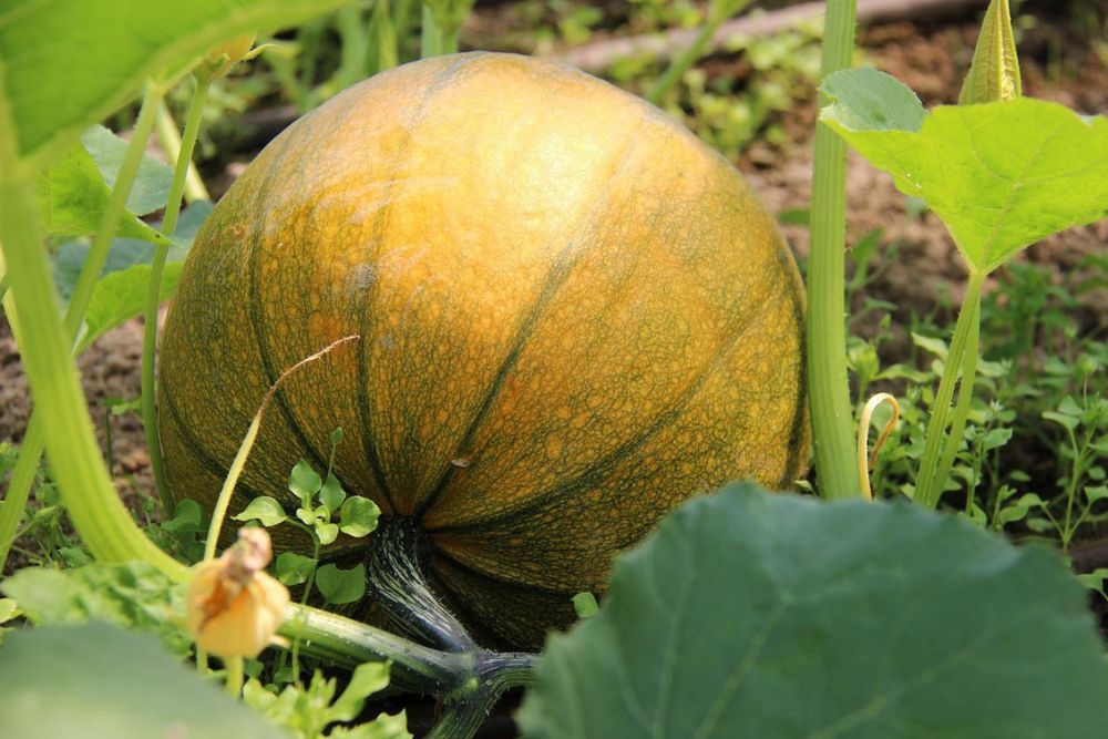 pumpkin in garden beginning to change in color from green to orange