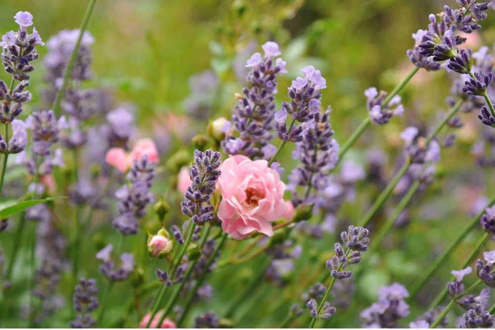 lavender and roses grown together as companion plants