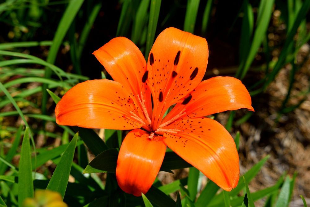 Deep orange red bloomed lily in a garden