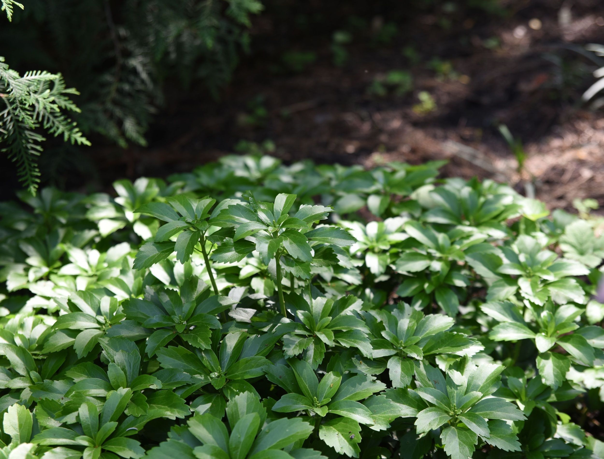 Pachysandra terminalis grows in a shady garden in summer