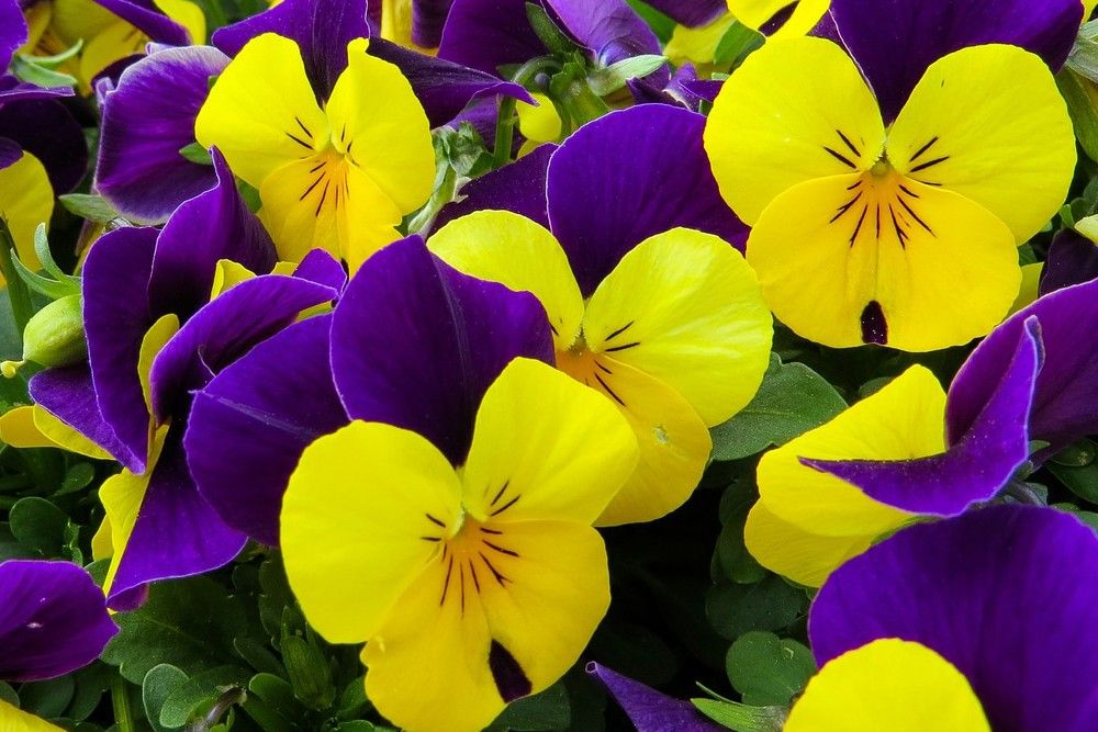 nature flower pansy yellow and purple