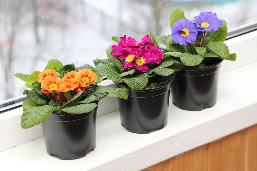 6 Best Winter Plants For Pots