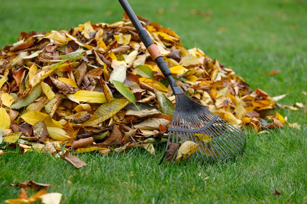 7 Reasons to Mulch Leaves Rather Than Raking