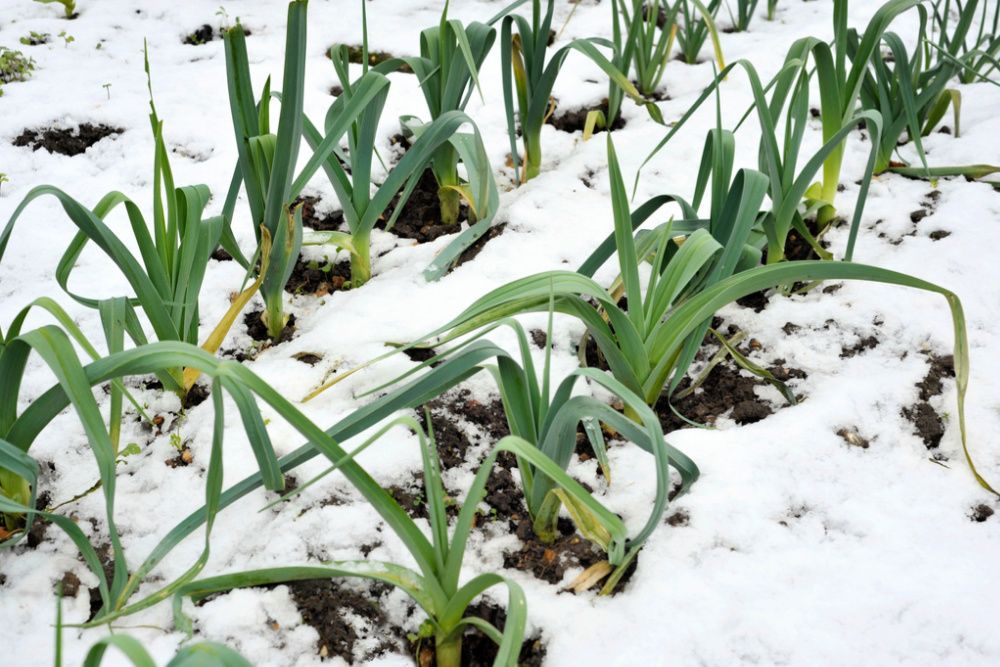 Rows of hardy winter leeks with snow on the ground, allium ampeloprasum, in a vegetable garden, variety Musselburgh.