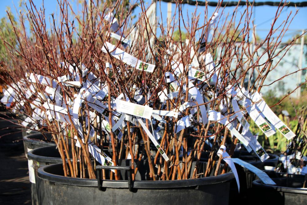 One year cultivar apple rootstock with open root system for sale in plastic pots in the autumn nursery