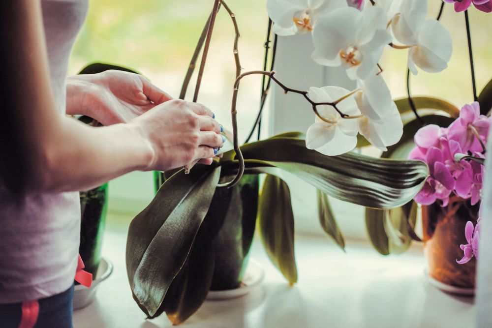 Woman caring for potted flowers on a windowsill. Orchid bloom. watering