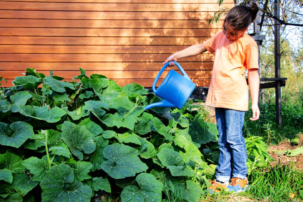 Child watering pumpkin patch with blue watering can
