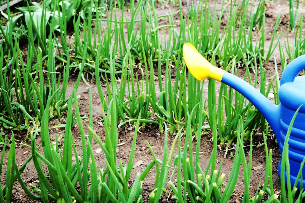watering can for watering plants on green onion beds. High quality photo