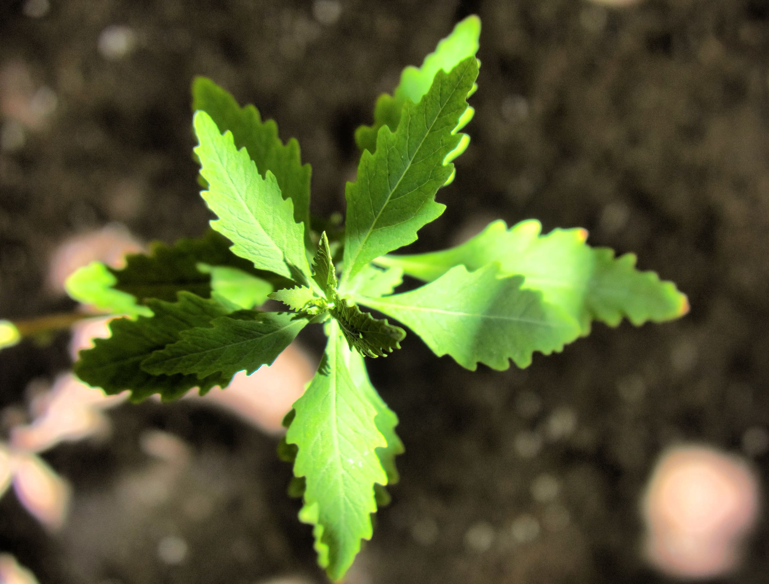 How to Grow Epazote in Your Herb Garden