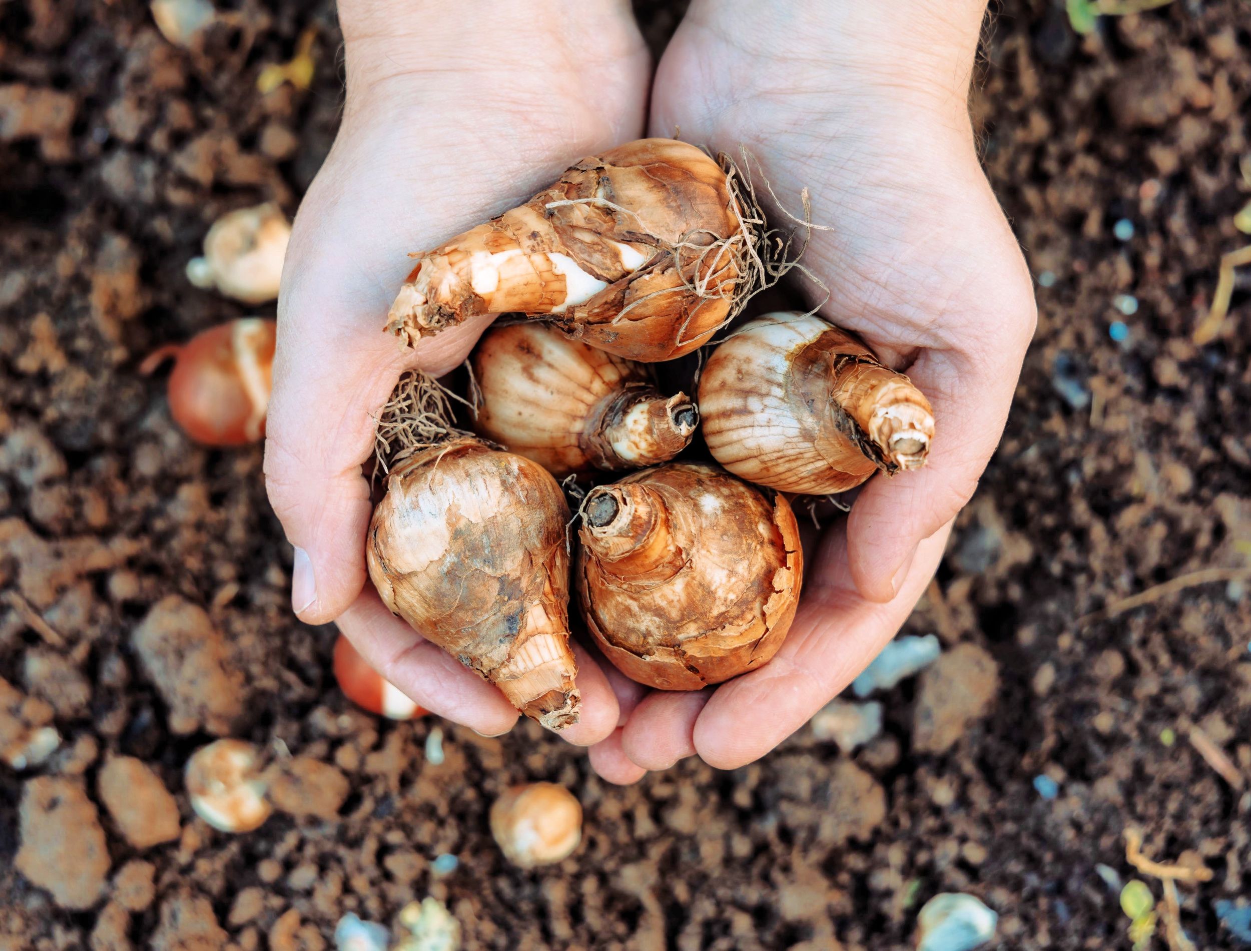 hands holding daffodil bulbs before planting in the ground