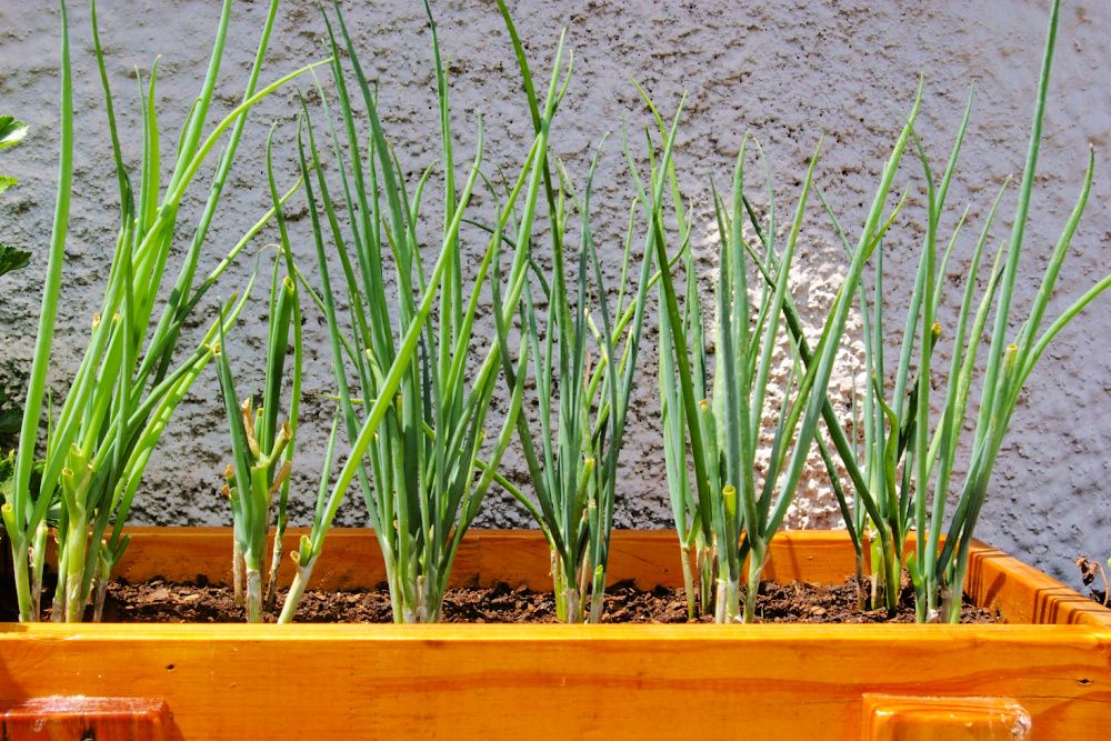 Spring onions in pot