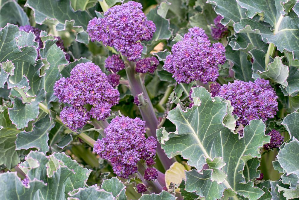 Healthy home grown food, Purple sprouting broccoli in garden.