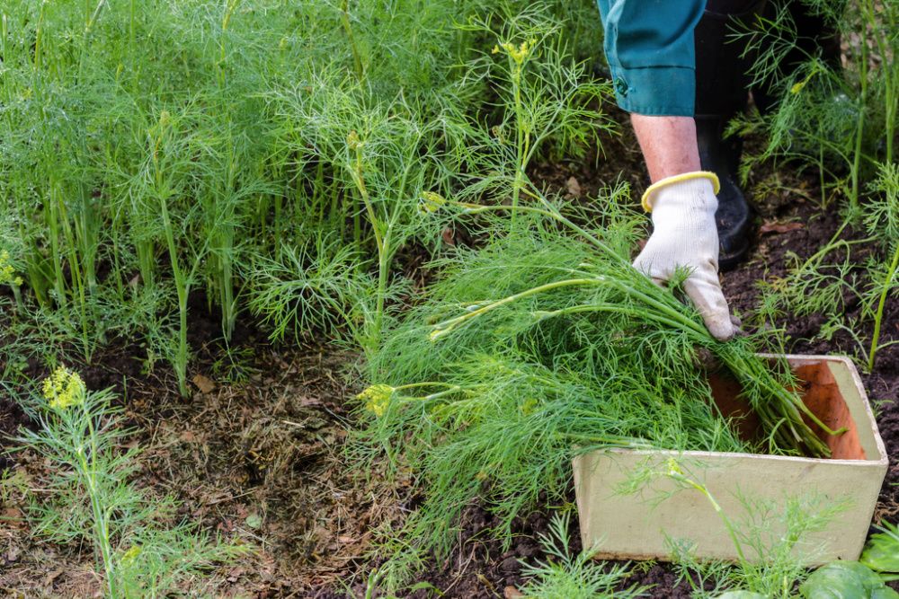 How to Grow Dill