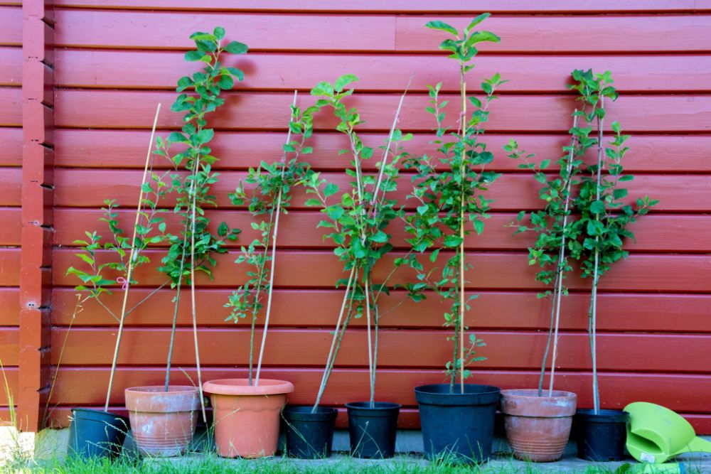 Small apple trees saplings in flower pots in front of a red wall