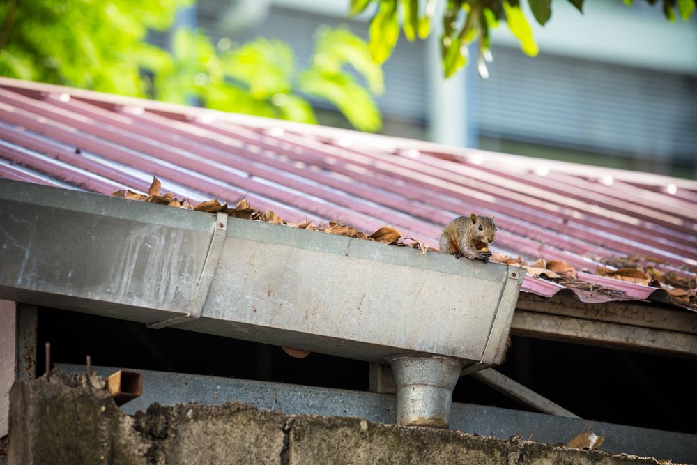 Squirrel perched on a gutter