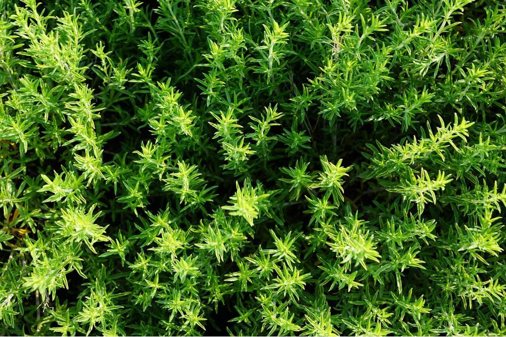 Aerial shot of a bright green thyme plant