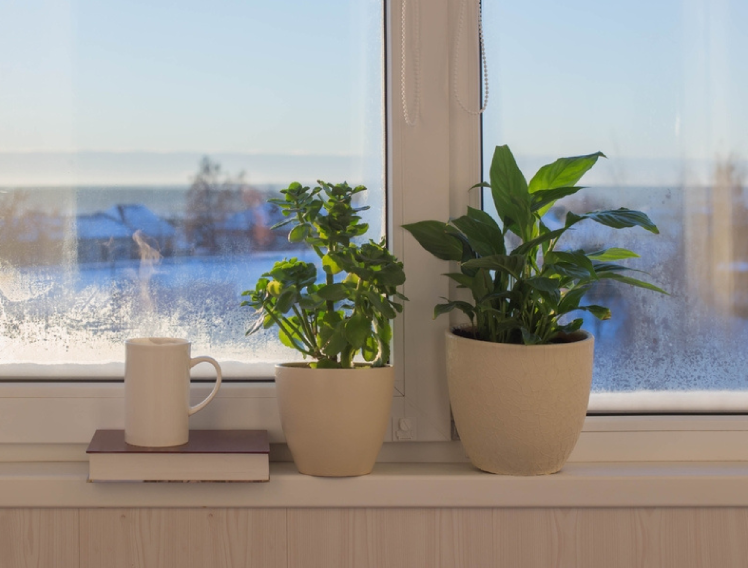 cup of coffee and houseplants on windowsill in sunlight in winter