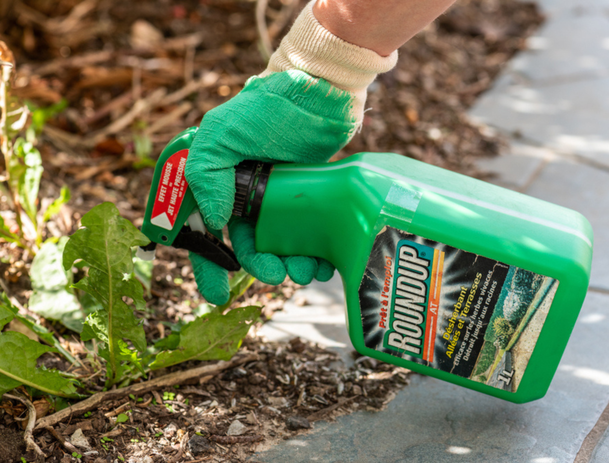 Gardener using Roundup herbicide