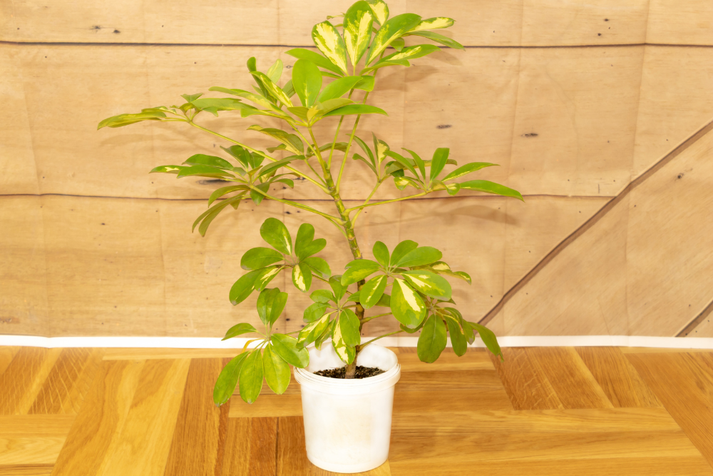 Schefflera plant indoor with healtly leaves