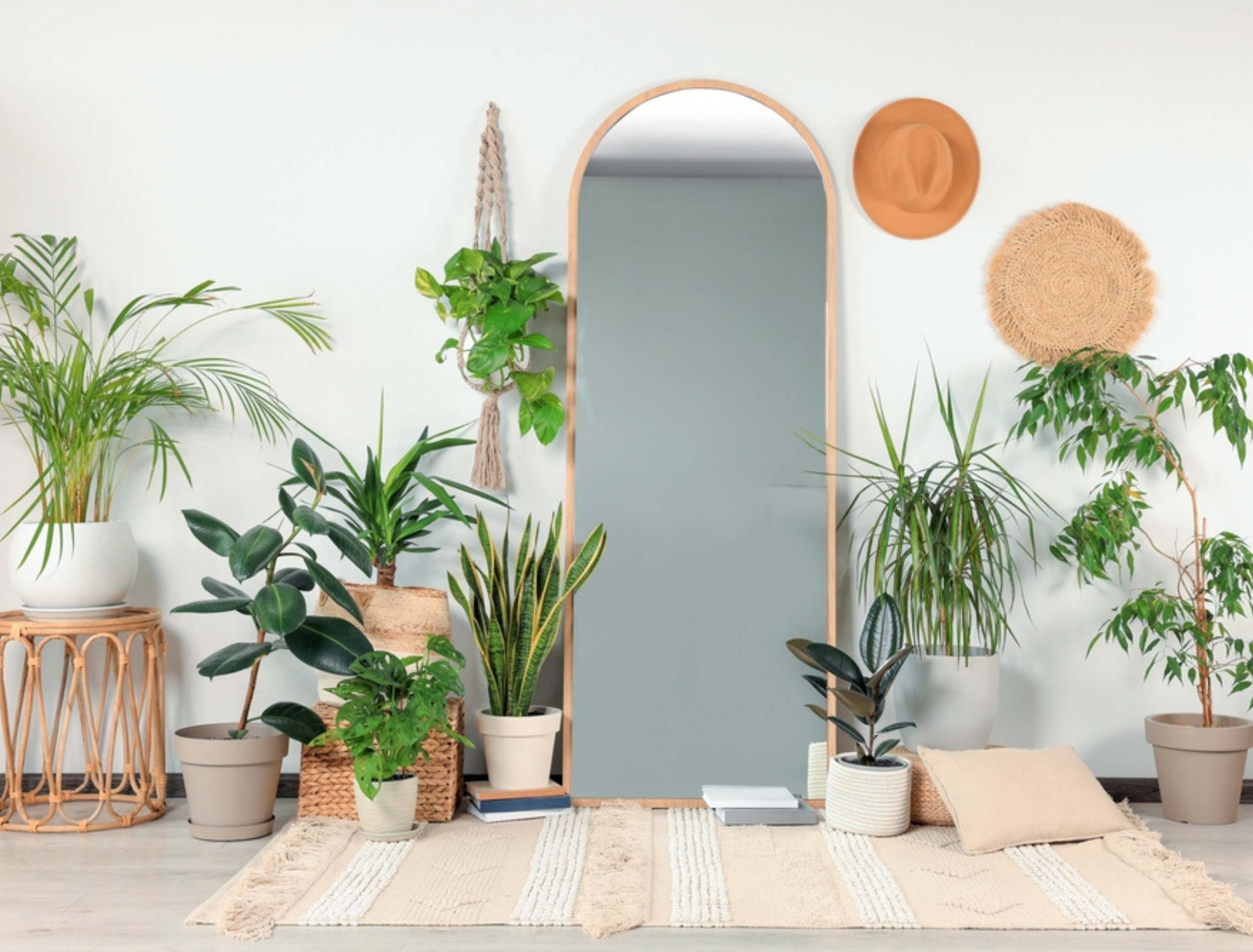 Stylish full length mirror and different houseplants near white wall in room