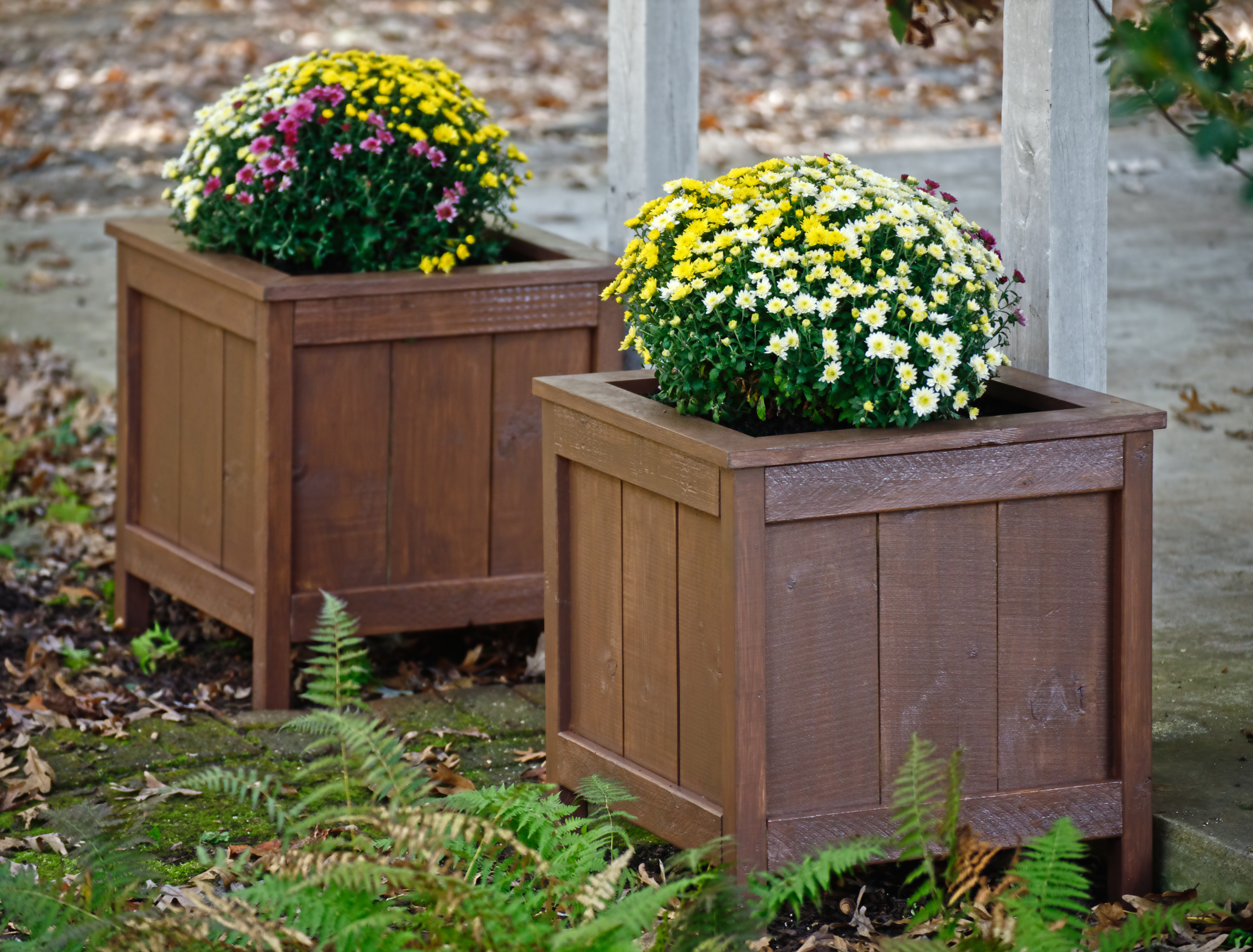 Fall Mums in Wooden Planters