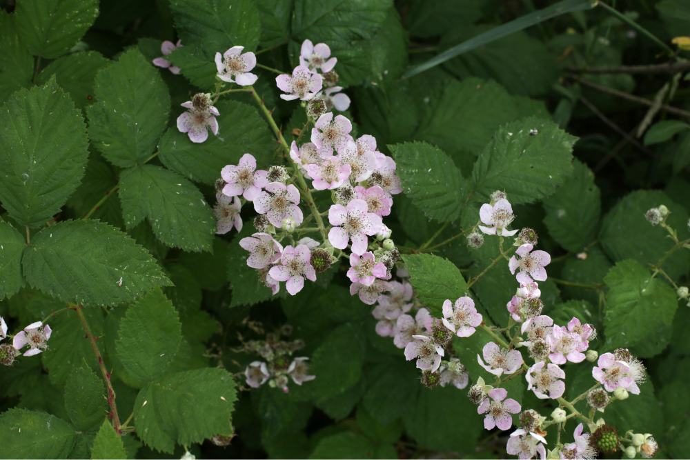 Flowers of Invasive Himalayan Blackberry in Canada