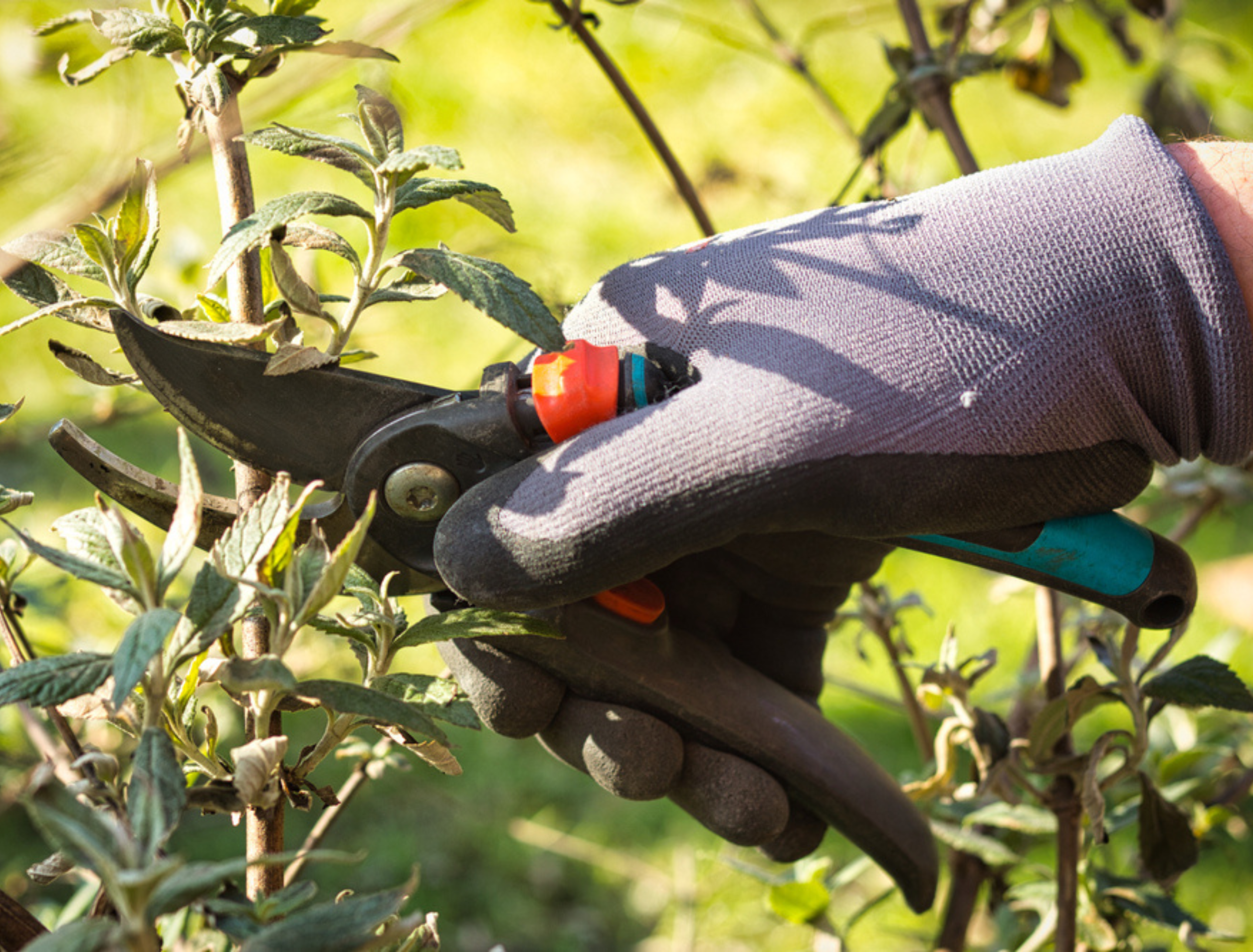 Close view of a gardener’s hand pruning branches of a butterfly bush with pruning shears in spring.