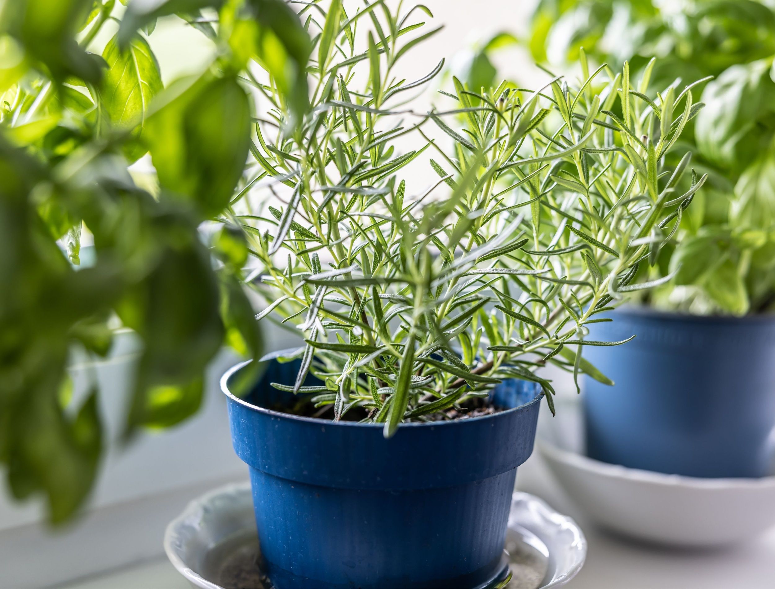 Fresh green herbs, rosemary and basil, in blue pots placed on a window frame.