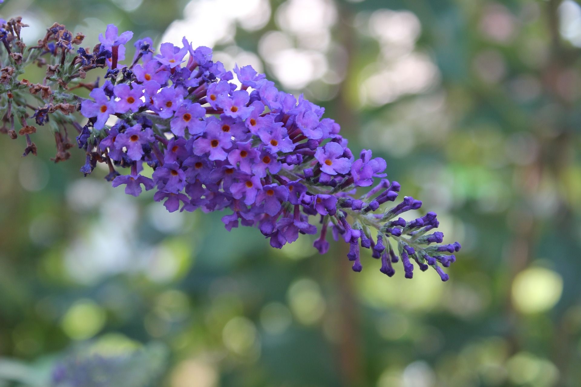 How to Prune a Butterfly Bush