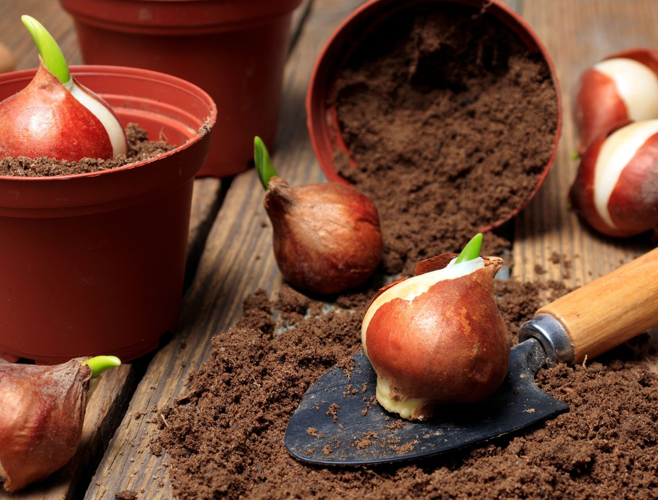 Pots, garden tools and tulip bulbs on a wooden table. Planting seedlings in containers.