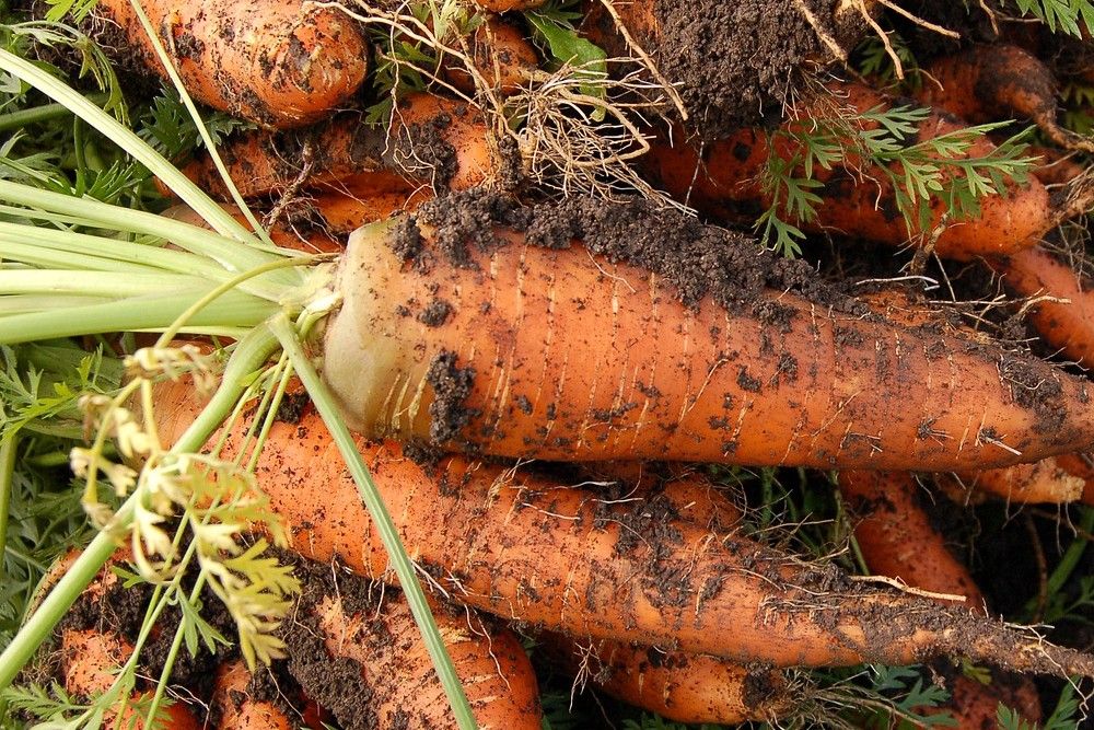 carrot vegetable garden plant