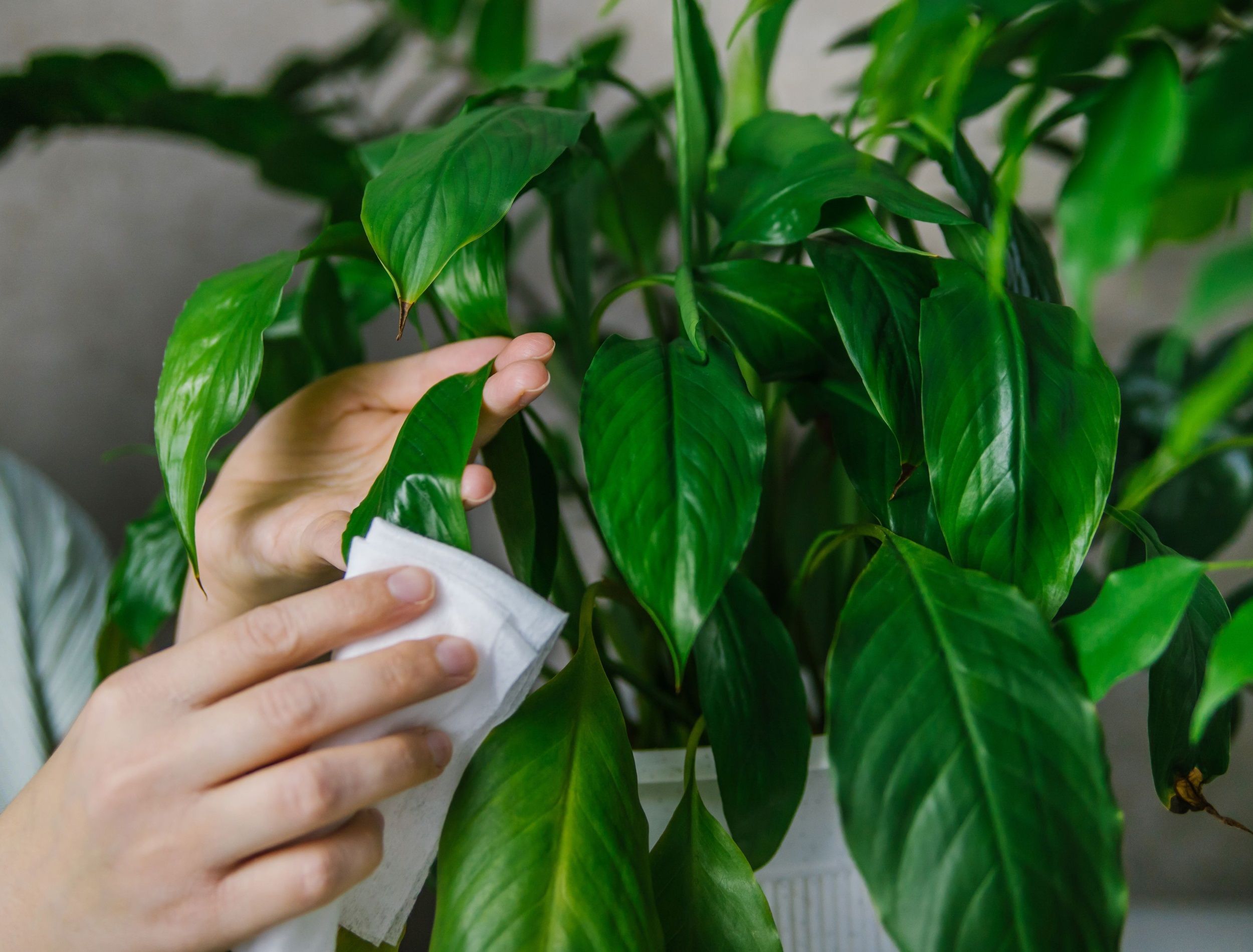 A woman wiping household dust from the leaves of houseplants with a soft cloth. The concept of caring for indoor plants. Spathiphyllum in a white pot. A popular flower for the home.