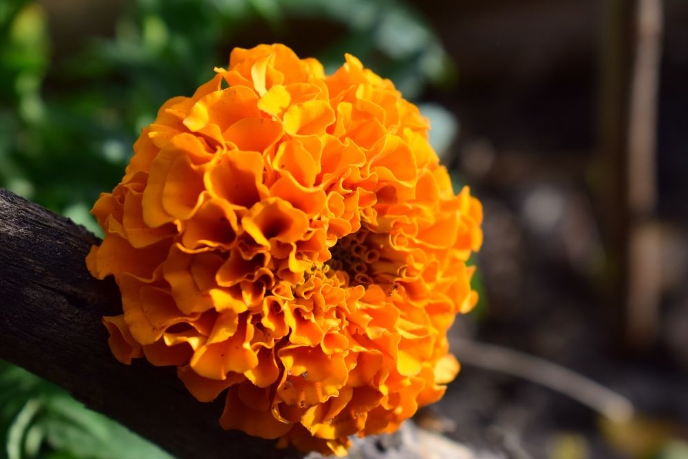 close up of an orange marigold flower