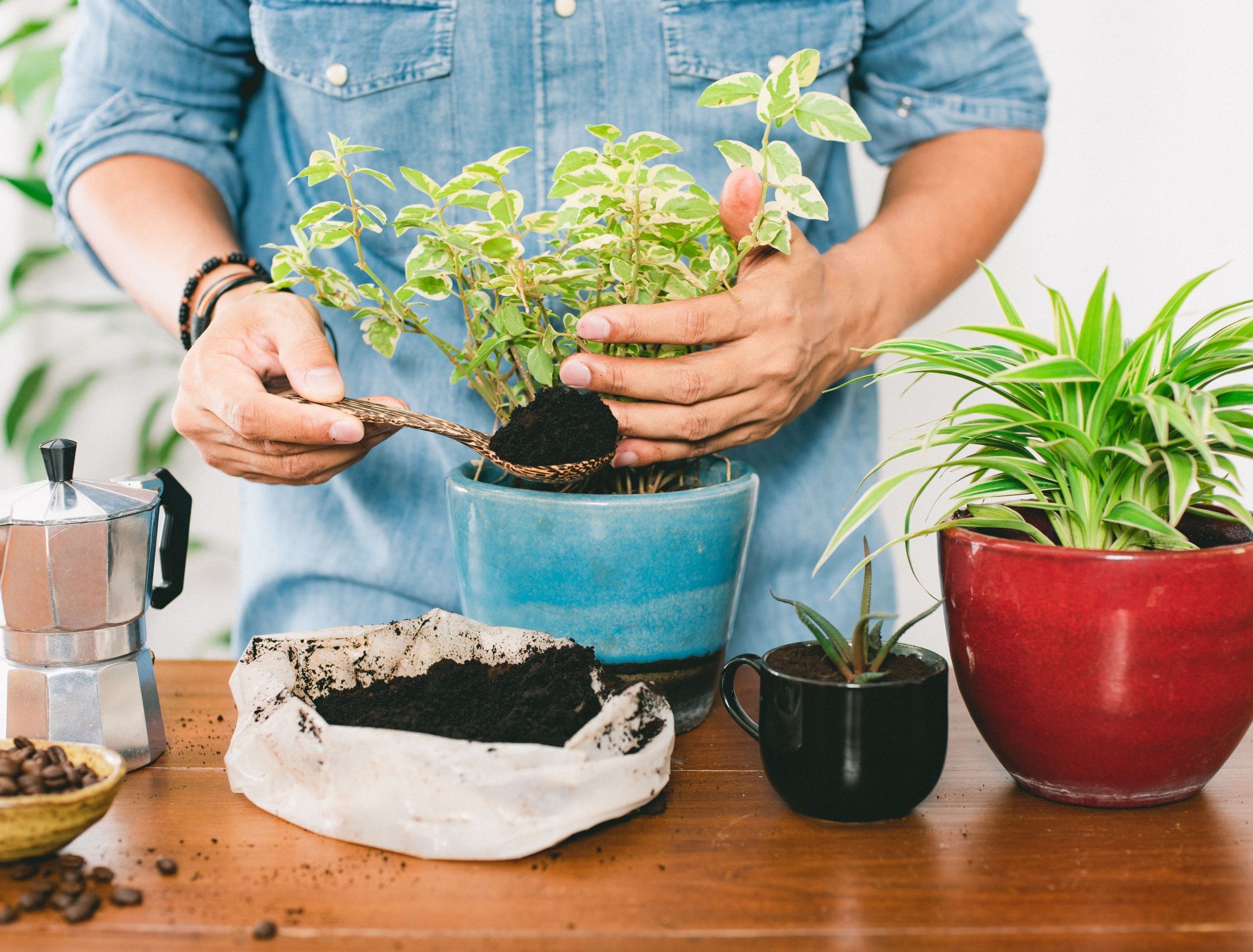 should-you-add-coffee-grounds-to-your-houseplants