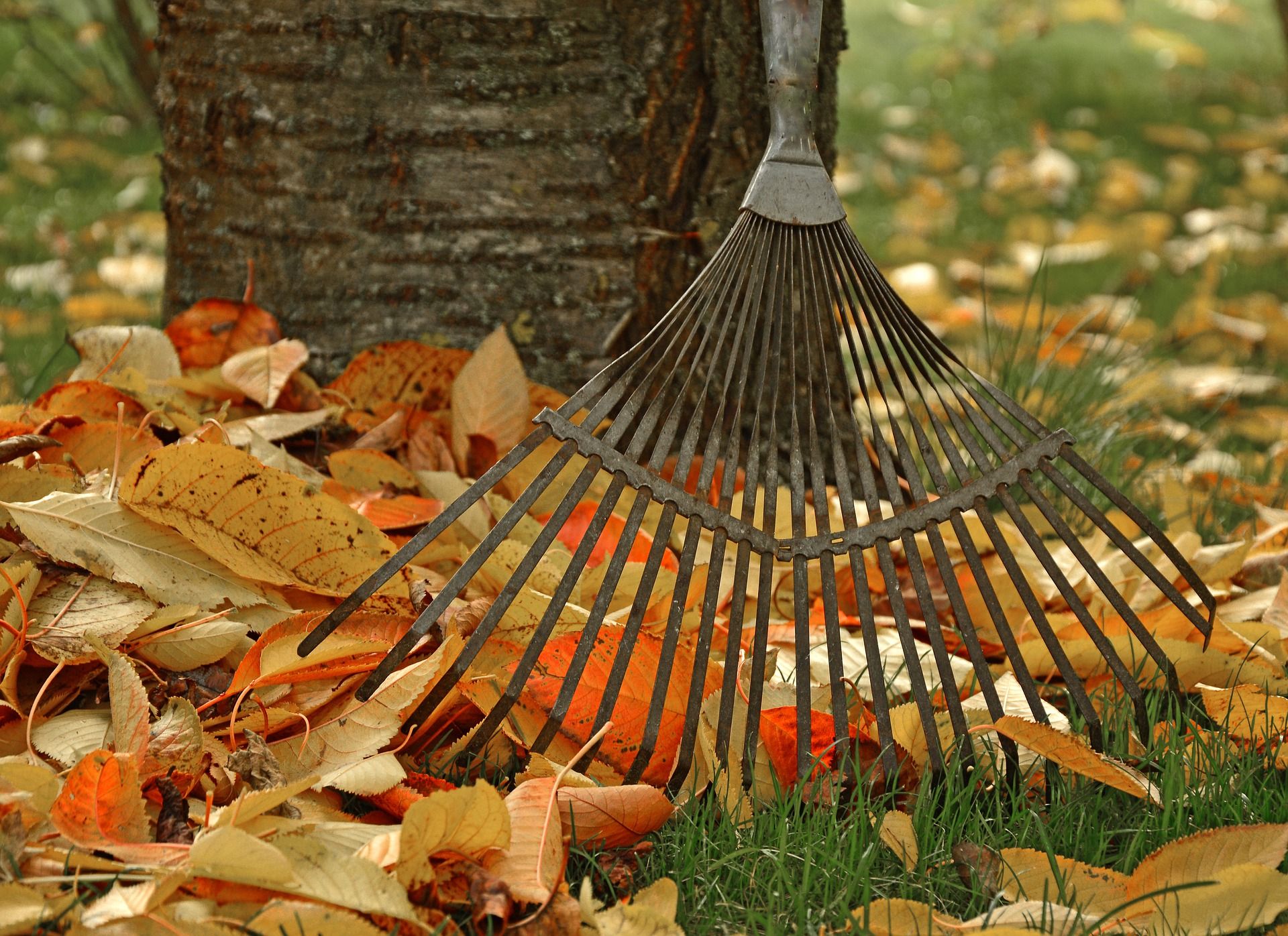 Raked up fall leaves
